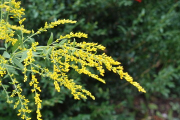 Close shot of yellow flowers of Solidago canadensis in August