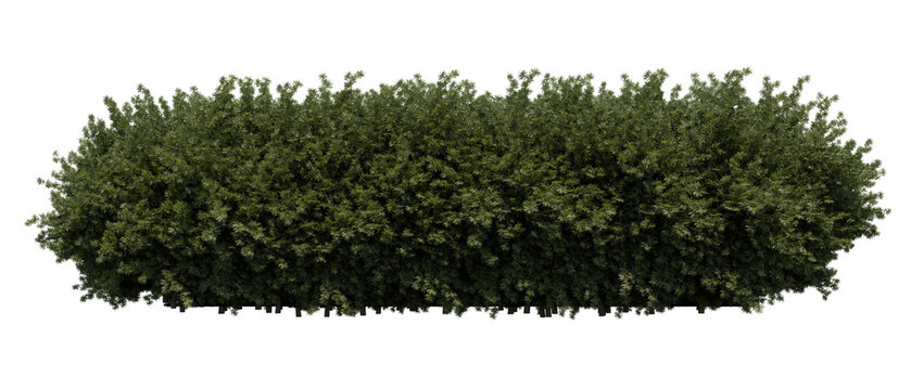 Taxus baccata bush - Front view,  transparent background, png