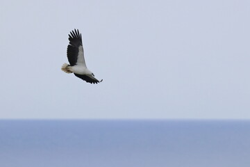 white-bellied eagle
