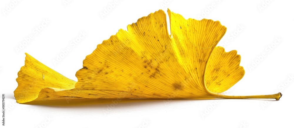 Poster isolated on a white background the yellow ginkgo leaf in an autumn setting stands out as the promine
