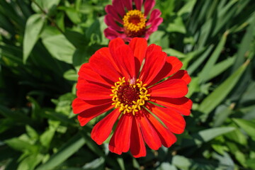 Close view of scarlet red flower of single Zinnia elegans in mid July