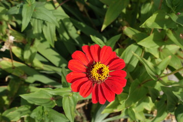 One scarlet red flower of single Zinnia elegans in mid September