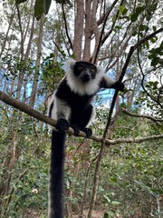 Black-and-white ruffed lemur