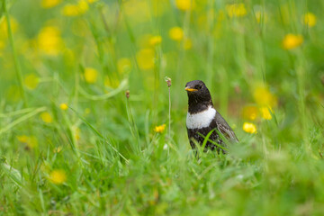 A Ring Ouzel standing in a meadow