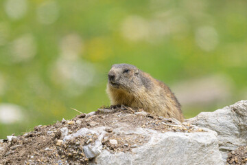 An alpine marmot sitting on a rock on a sunny day in summer