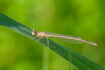 A Blue Featherleg damselfly resting on a leaf