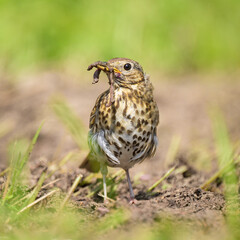 A Song Thrush looking for food on the ground