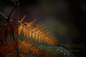  dry dead Bracken fern, Pteridium esculentum, Australian native plant, woods forest, macro close detail, brown backlit, copy space invitation 