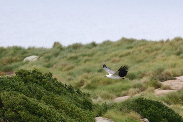 white-bellied sea eagle