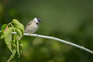 Obraz premium A Marsh Tit sitting on a small branch