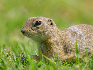 A European ground squirrel in a meadow in spring