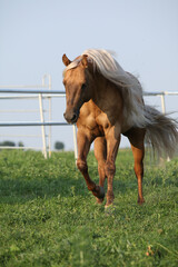 Amazing palomino quarter horse with long mane