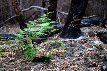 Bracken fern regrowth regeneration after bushfire wildfire fire, Pteridium esculentum, Australian native plant forest ecosystem, K'gari Fraser Island Queensland