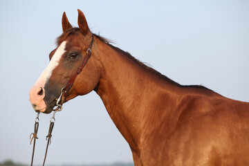 Nice chestnut quarter horse with western bridle