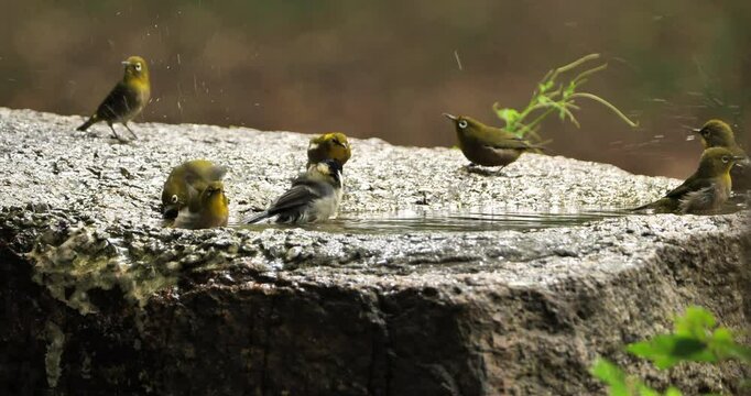 flock of birds(Japanese white-eye,Japanese tit and strange color warlbling white-eye) drinking and bathing in a park