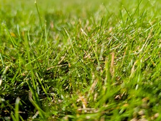 Green grass background
