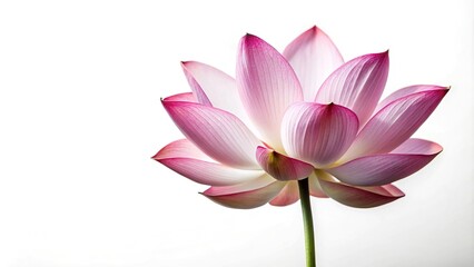 Lotus flower isolated on white background with clipping path
