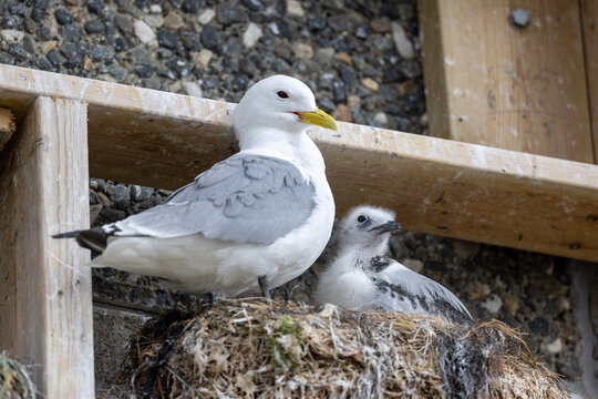 black-legged kittiwake nesting