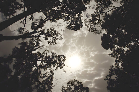 Sunlight Through the Trees
