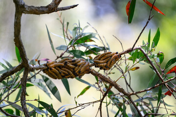 Sawfly saw fly larva larvae, spitfires, gum eucalyptus tree, Australia insect pest, environmental impact damage, K'gari Fraser Island Queensland