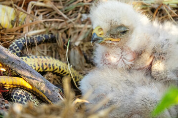 Long-legged buzzard (Buteo rufinus) nestlings are 5 days old, elder's eyes are open. Parents brought Balkan snake (Coluber jugularis) as food, feed chicks by tearing off small pieces of snake muscles