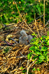 Long-legged buzzard (Buteo rufinus) nestlings are 5 days old, elder's eyes are open. Parents brought Balkan snake (Coluber jugularis) as food. View of nest and surroundings at Field elm (Ulmus). 