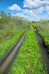 A muddy spring road, a deep rut in the black earth soil. The road goes through forest-steppe...