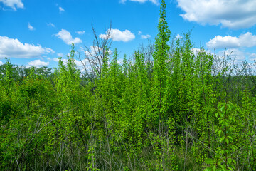 Wild pear (Pyrus communis) in the forest-steppe, crab stock, undergrowth of trees, self-seeding, clones, ancestral plant. Rostov region. Russia
