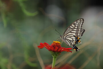 ジニアの蜜を吸うナミアゲハ