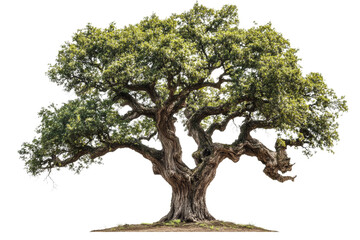 Fototapeta premium Large oak tree , detailed bark and leaves ,Isolated on transparent background