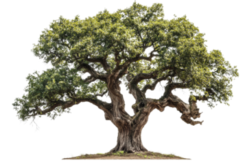 Large oak tree , detailed bark and leaves ,Isolated on transparent background