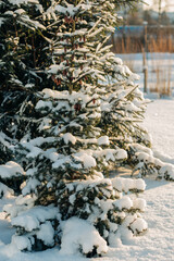 winter in the forest