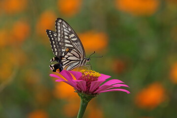ジニアの蜜を吸うナミアゲハ