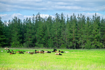 Fototapeta premium An old artificial pine forest. A flock of sheep is resting in a clearing