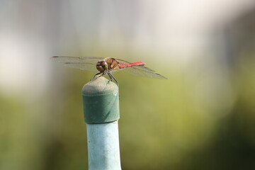 赤トンボ