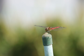 赤トンボ