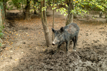 Single wild boar in its natural habitat, standing on a muddy forest floor surrounded by scattered leaves and branches. 