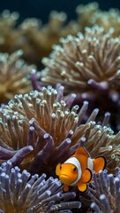 Clownfish swimming near a purple anemone.
