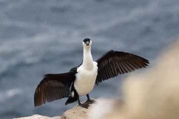 cormorant