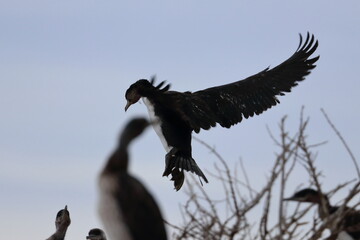 cormorant