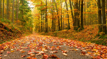 autumn in the forest