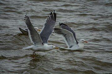 slaty-backed gull in the Anadyr Bay