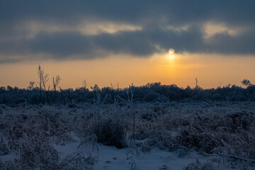 Obraz premium Cold northern winter, low dim disc during the winter solstice. Sedge and willow swamp in the boreal forest area to be covered with snow after heavy snowfall, complete calmness