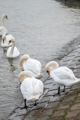 Obraz premium Beautiful white swans on the bank of Danube river in Belgrade, Serbia