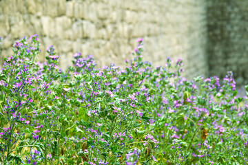 Jew's mallow (Malva erecta) on the dry slopes of the Black Sea, Feodosia
