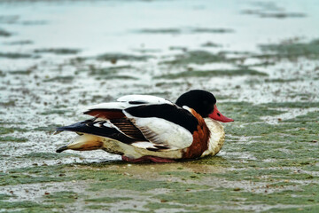 The appearance and incorrect movements of shelduck (Tadorna tadorna) sick with avian flu. Accurate registration of avian influenza patients on Lake Sivash in Crimea in 2022 and 2022