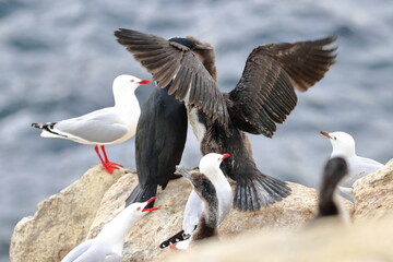 Obraz premium cormorant