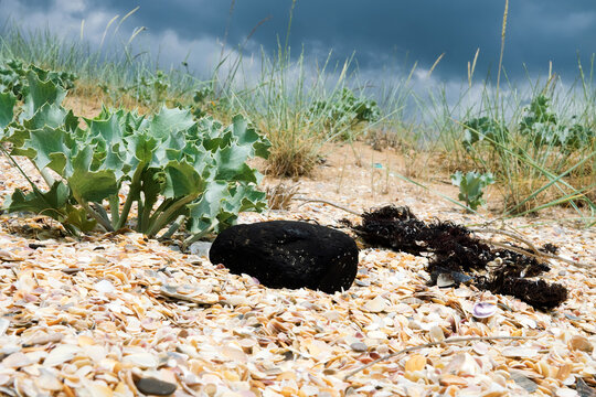 Petroleum products, fuel oil fall into sea, turn into floating rocks. Solidified fuel oil is thrown to sea beach, coastal pollution. Multiple pollution of sea, marine environment. Rare eringo species