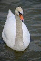 Obraz premium Beautiful elegant white swan swimming in the Danube river in Belgrade, Serbia