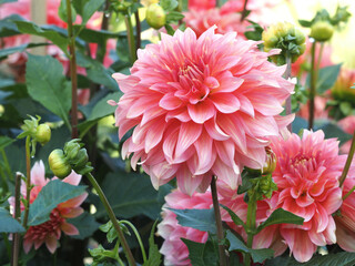 Große rosa Dahlienblüte 